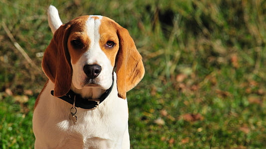 adult brown and white beagle thumbnail