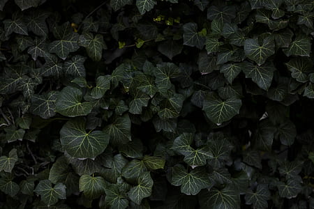 green leafed plants thumbnail
