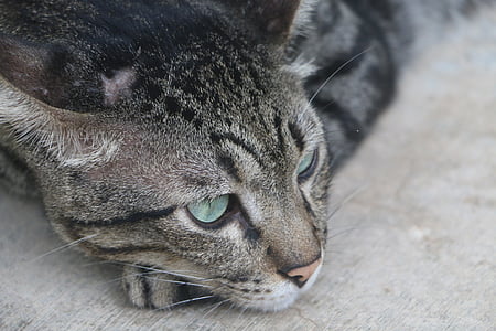 brown tabby cat thumbnail
