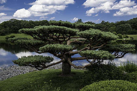 Trees in the Japanese Gardens thumbnail