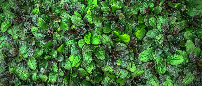 green leaves thumbnail