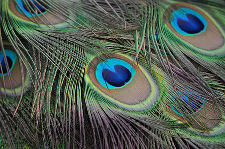 green and brown feather close-up photo thumbnail