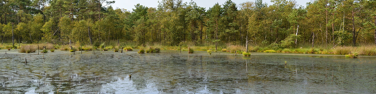 forest near body of water thumbnail