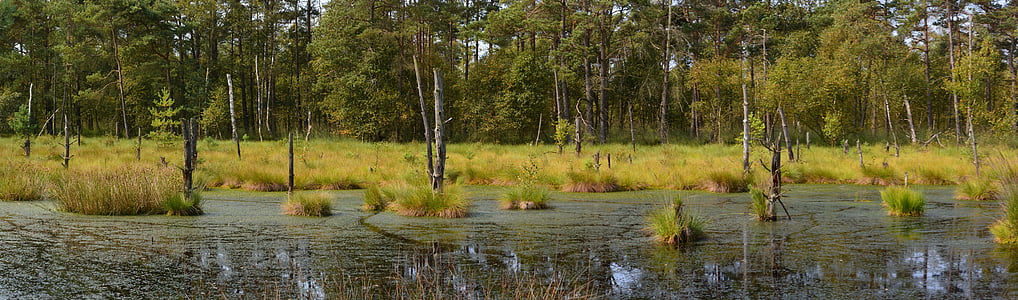 forest near the lake thumbnail