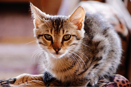 brown cat selective focus photography thumbnail