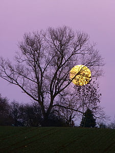 bare tree behind sunset thumbnail
