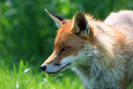 selective focus of fox on green grass thumbnail