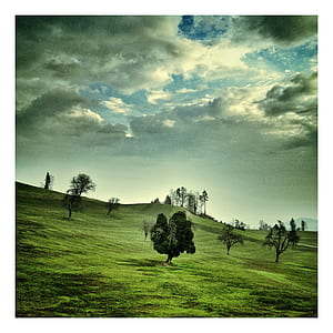 photo of brown and green trees under white and blue sky at daytime thumbnail