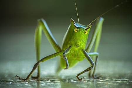 green katydid in macro photography thumbnail