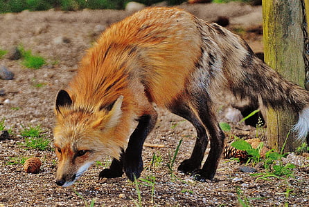 fox smelling ground during daytime thumbnail