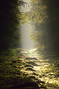 green forest photography thumbnail