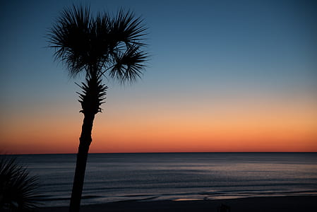 silhouette photo of tree and body of water during dawn thumbnail