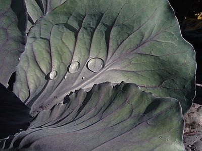 green leaf plant with droplets thumbnail