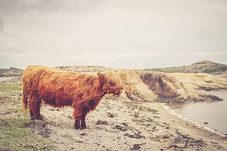 highland calf near the body of water thumbnail