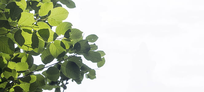 photo of green leaf thumbnail