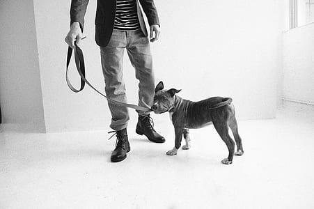 grayscale photo of dog and man thumbnail