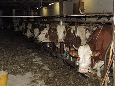 group of cows inside of barn thumbnail