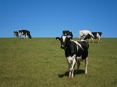 herd of black and white cows on grass lawn thumbnail