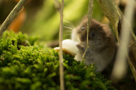 animal, mouse, wildlife, fauna thumbnail