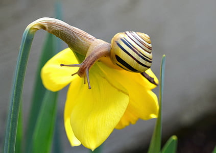 brown, yellow, and black snail thumbnail