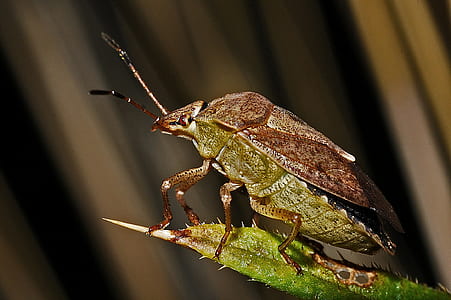close-up photo of brown marmorated stink bug thumbnail