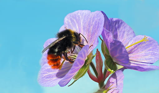 brown and black bee perched on purple flower thumbnail