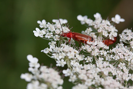 Meadows-Yarrow, Achillea Millefolium thumbnail