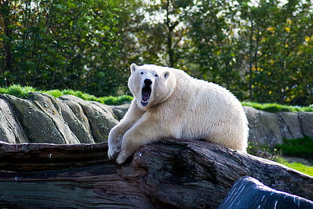 white polar bear on wood tree during daytime thumbnail