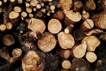 Chopped wood tree logs from forest thumbnail