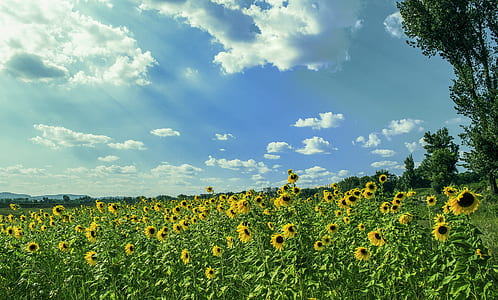 Yellow Sunflower Field Under Blue and White Sky thumbnail