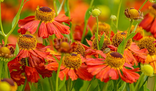 bloomed red flowers at daytime thumbnail