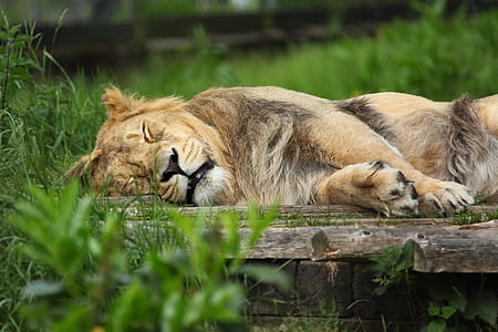 sleeping lion on brown slab during daytime thumbnail