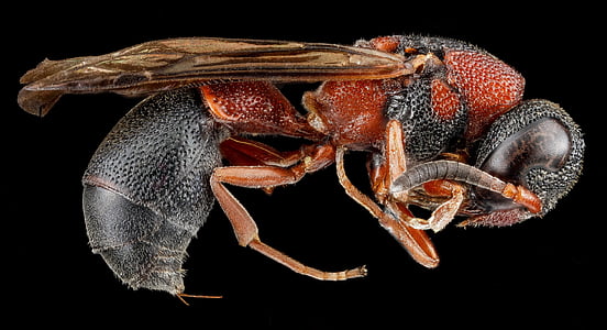 red, black, and orange insect thumbnail