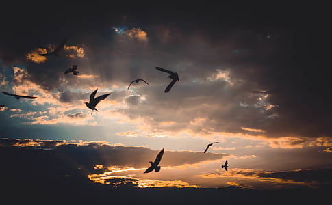 Flock of Birds Flying Above Sky during Sunset thumbnail