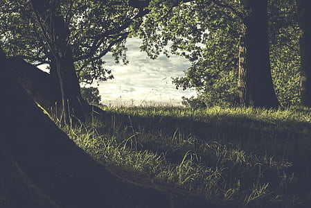 green grass field with trees thumbnail