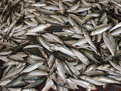 bunch of edible fish thumbnail