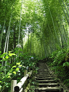 upstairs at the middle of forest thumbnail
