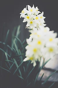 closeup photography of white paperwhite flowers thumbnail