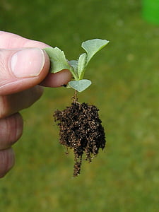 person holding plant bud thumbnail