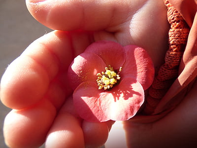 red petaled flower thumbnail
