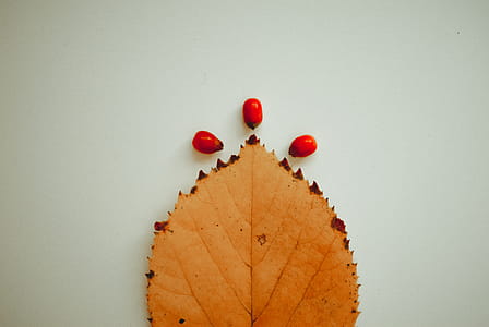 Brown Leaf on White Surface thumbnail