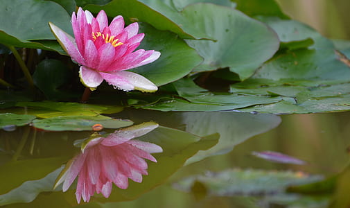 photo of pink lotus flower and lily pods on water thumbnail
