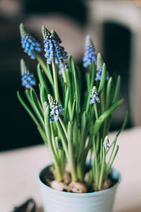 Close Up Photo of Blue Flowers in Vase thumbnail