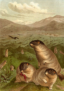 Bobak marmot drawing - Marmota bobak thumbnail