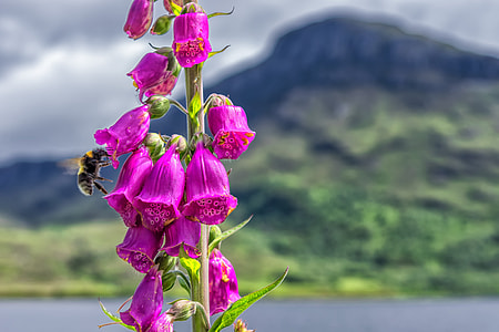 close-up photo of pink foxgloves thumbnail