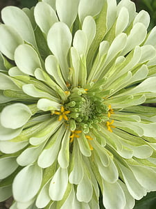 white petaled flower thumbnail