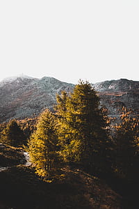 green leaf tress on mountain during daytime photography thumbnail