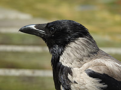 black and white crow thumbnail