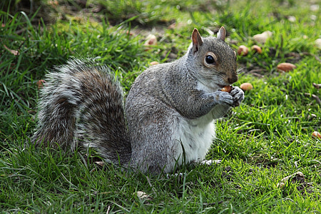 gray squirrel on green grass thumbnail