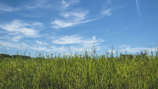 Green Grass thumbnail